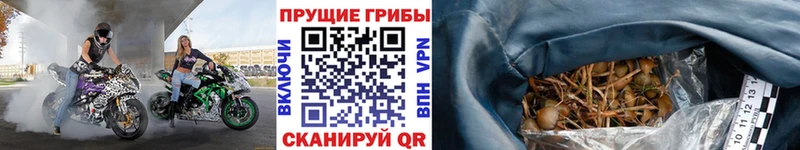 купить наркотики цена Лянтор Псилоцибиновые грибы прущие грибы